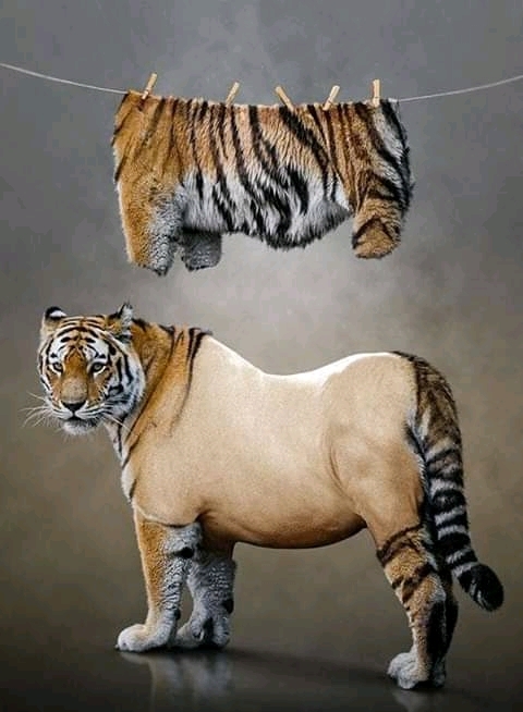tiger naked