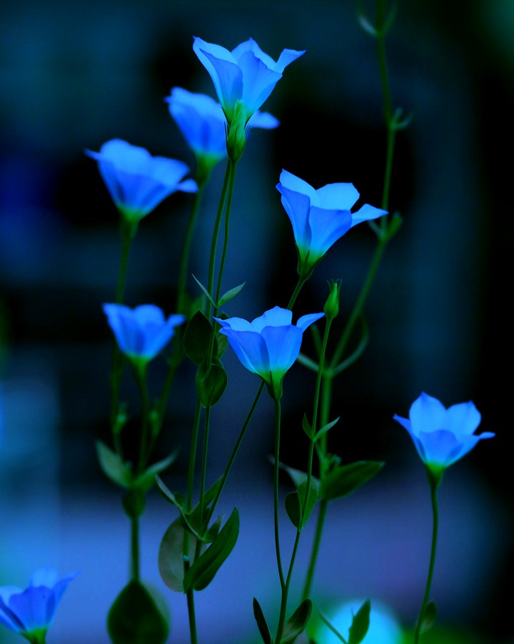Bellflower