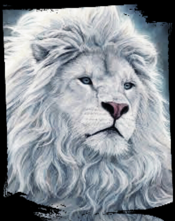 lion