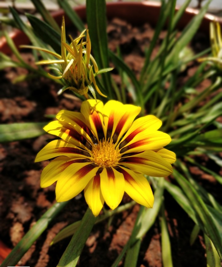 awesome blossom