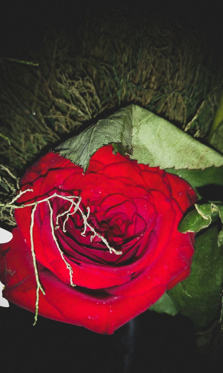 red rose