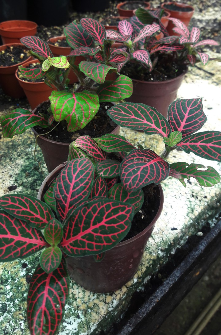 plant