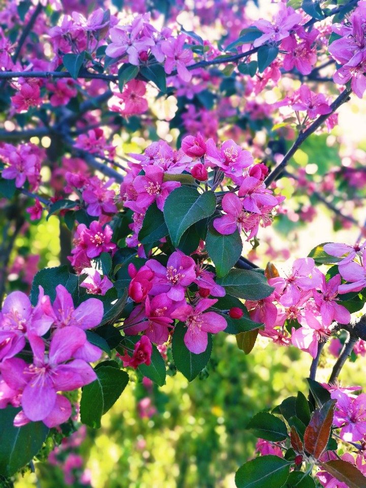 Pink Blooming tree