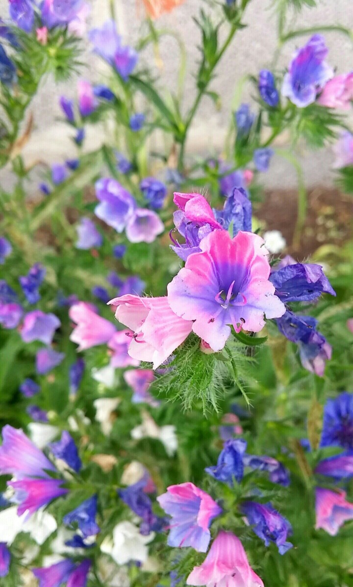 Beautiful flowers