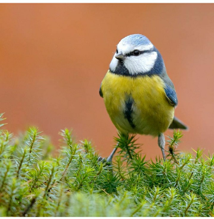 Bird