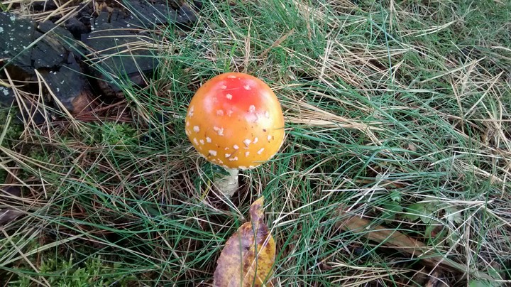 mushroom