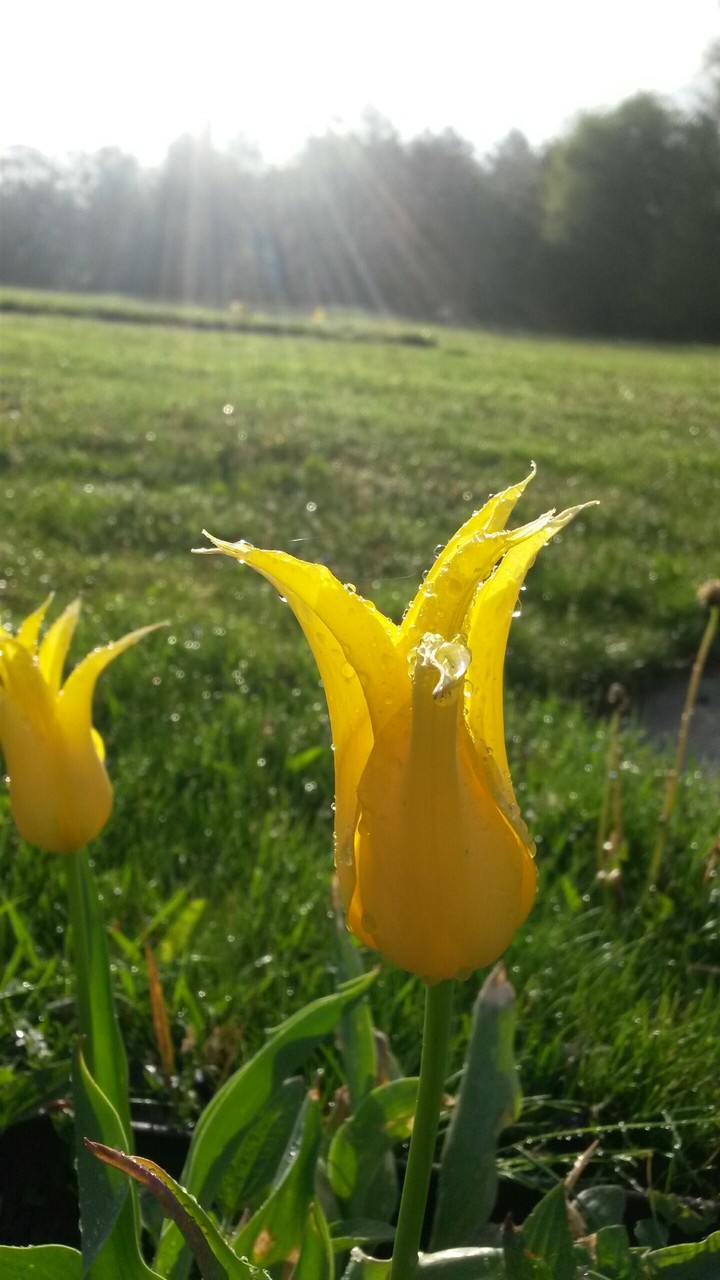 morning flower