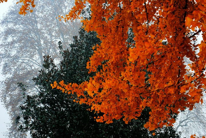 winter shades kashmir