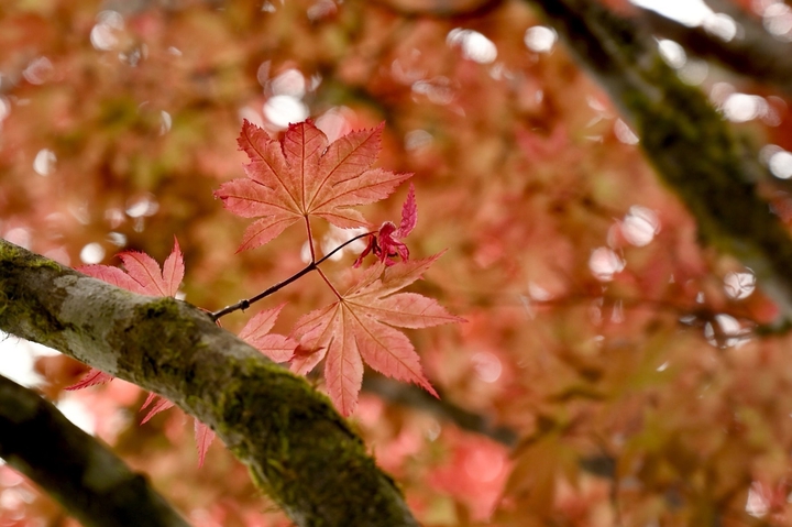 #maple