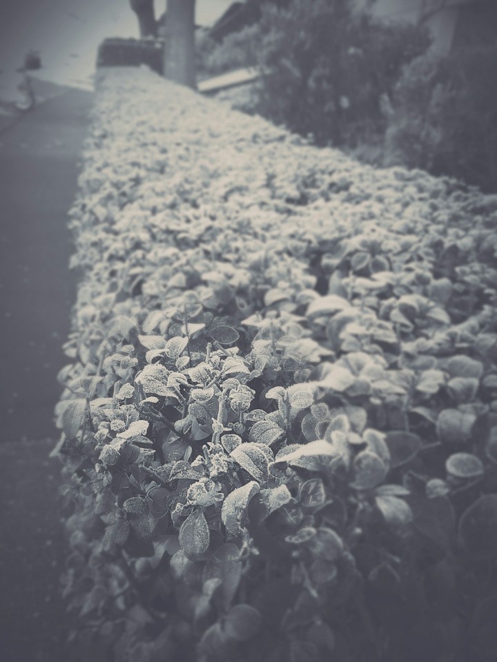 Flower HD