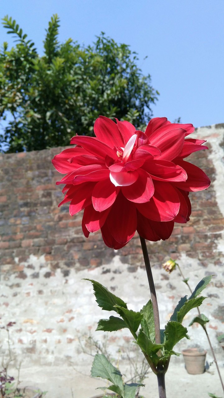 The Red Flower.