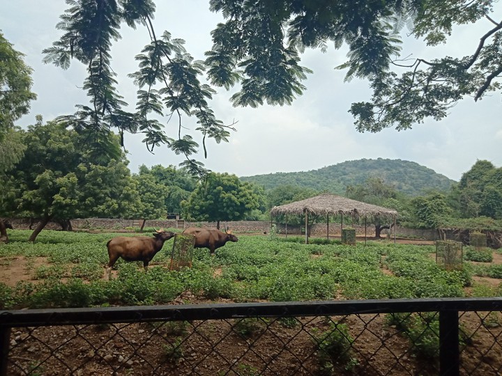 zoo