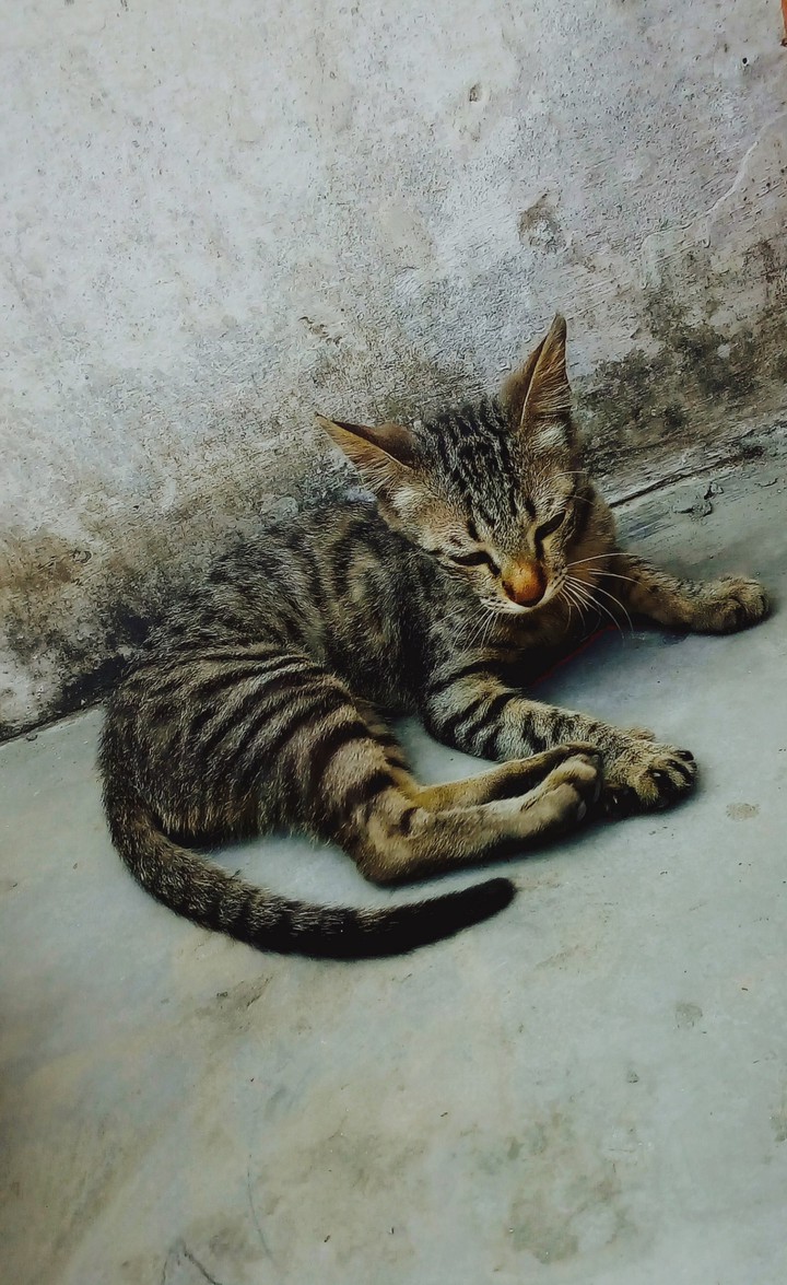 tabby cat