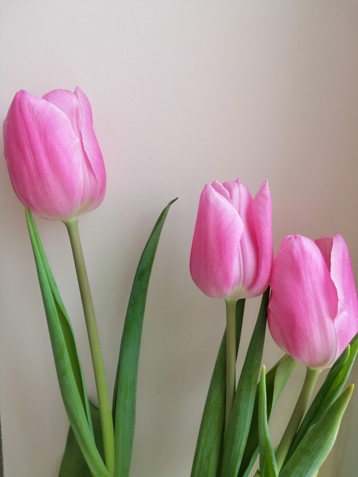 tulips