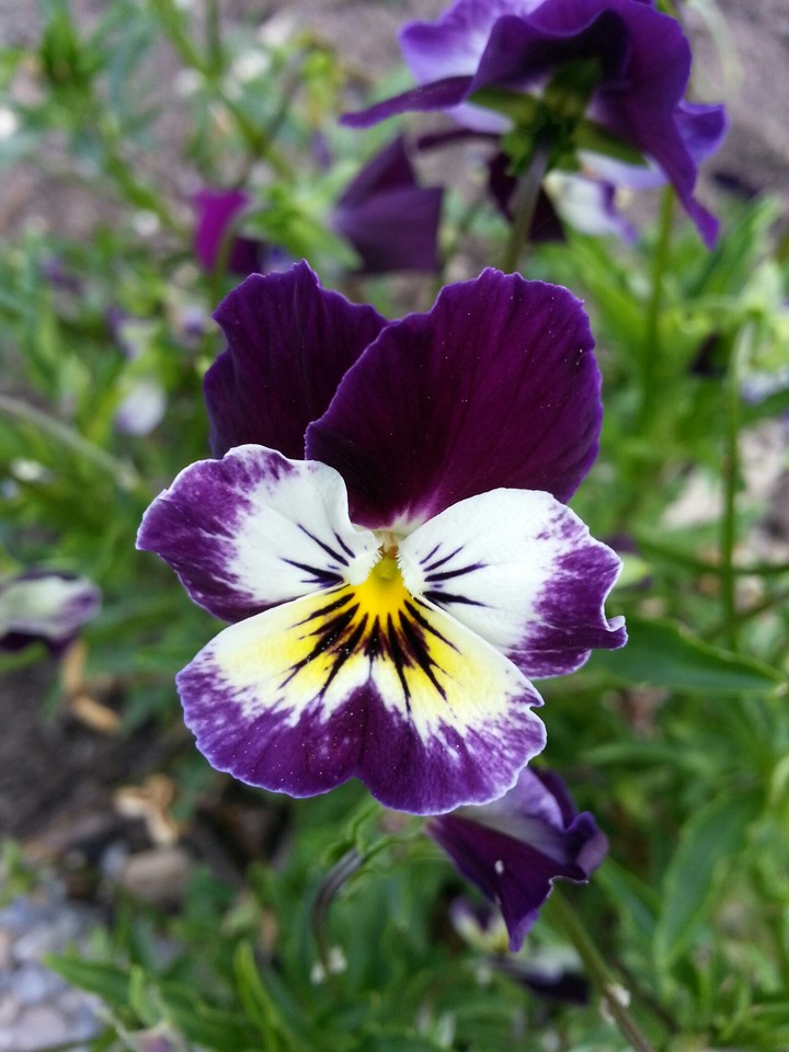 flower