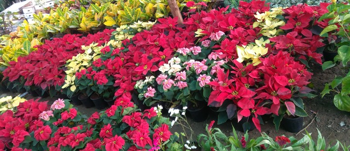 colourful petals