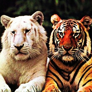 two tigers