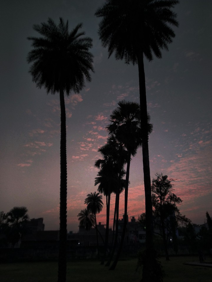 coconut tree
