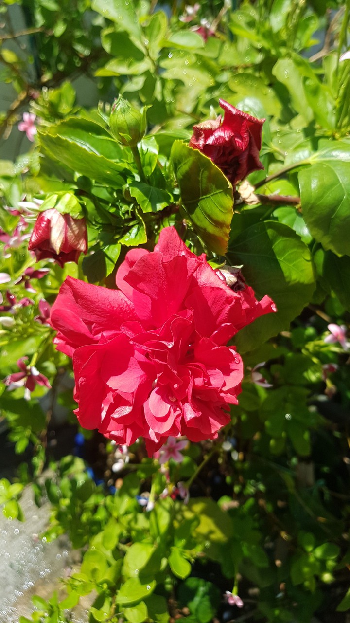 Hibiscus