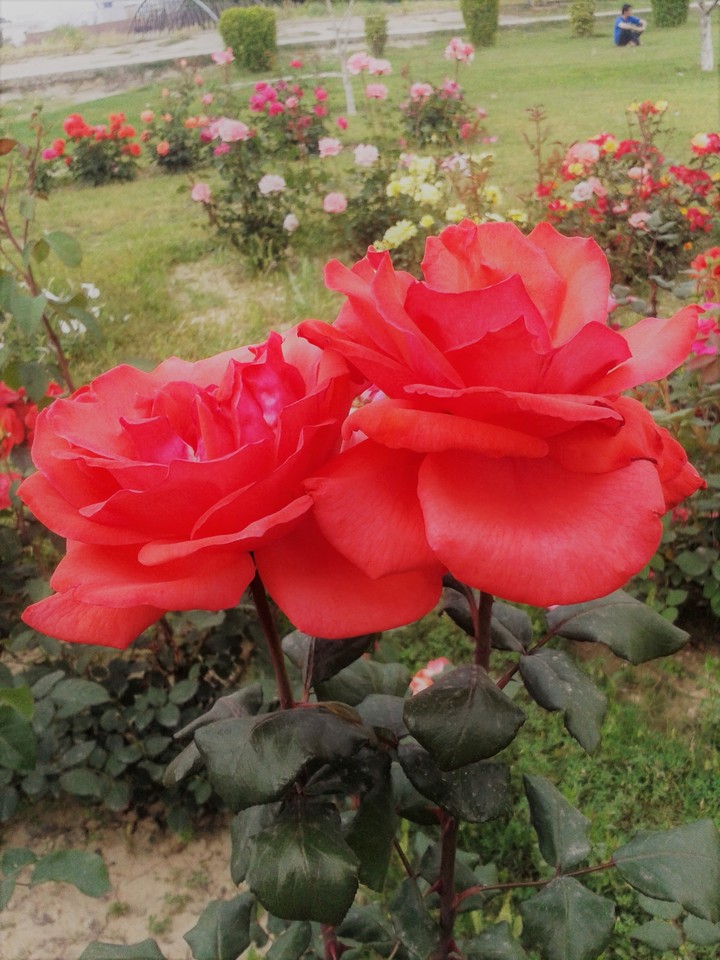 ROSE at shalman park hayatabad peshawar Pakistan