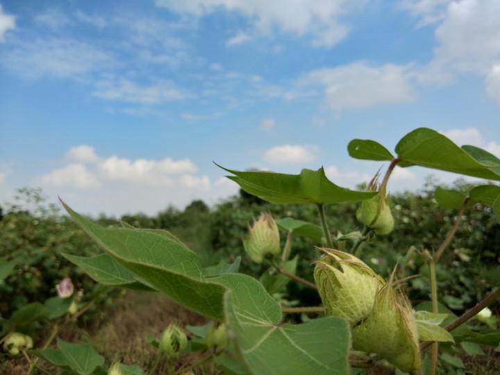cottonwood