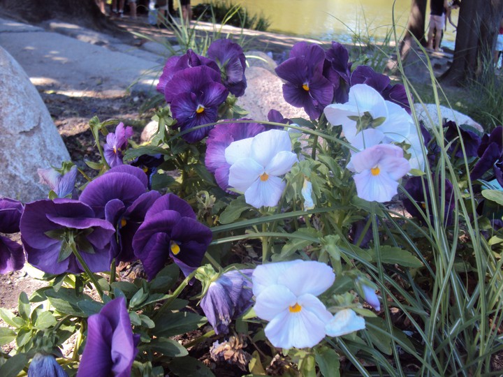 flowers