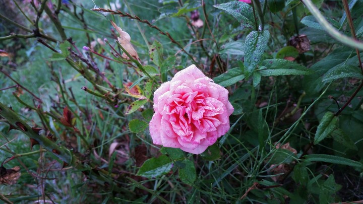 LOVE