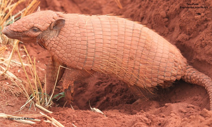tatu peba