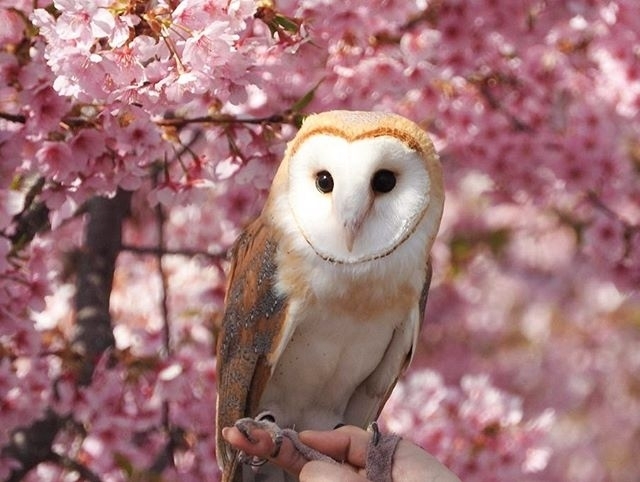 Owl
