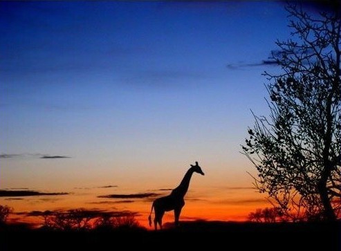 I love Africa