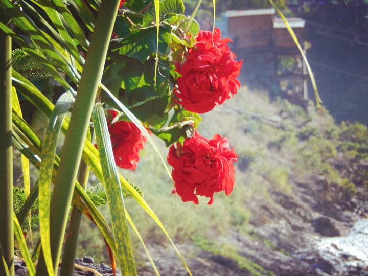 Beautiful Red Flowers