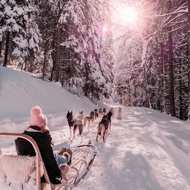 Dog sled