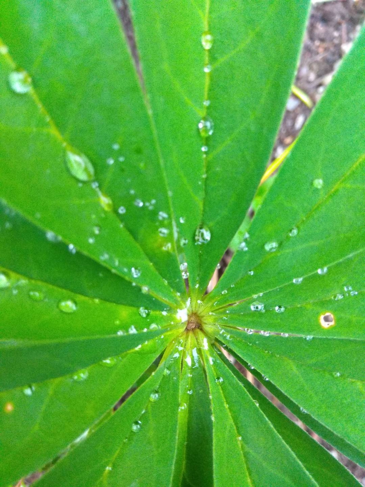 Rainy