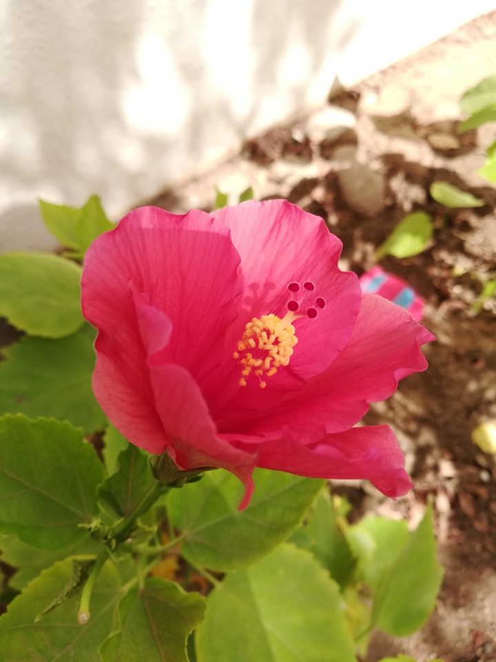 #rose #red