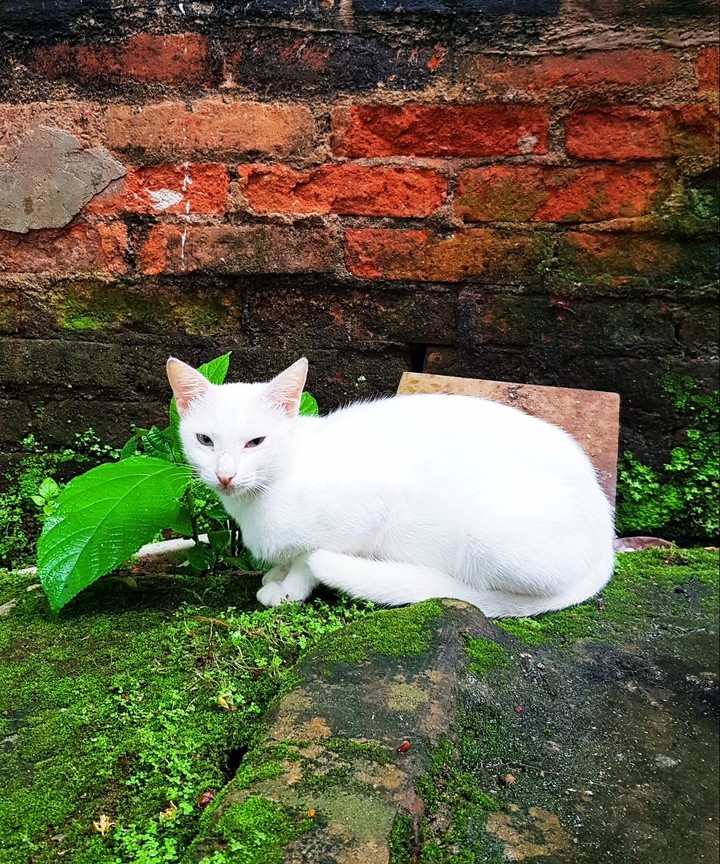 cat lover