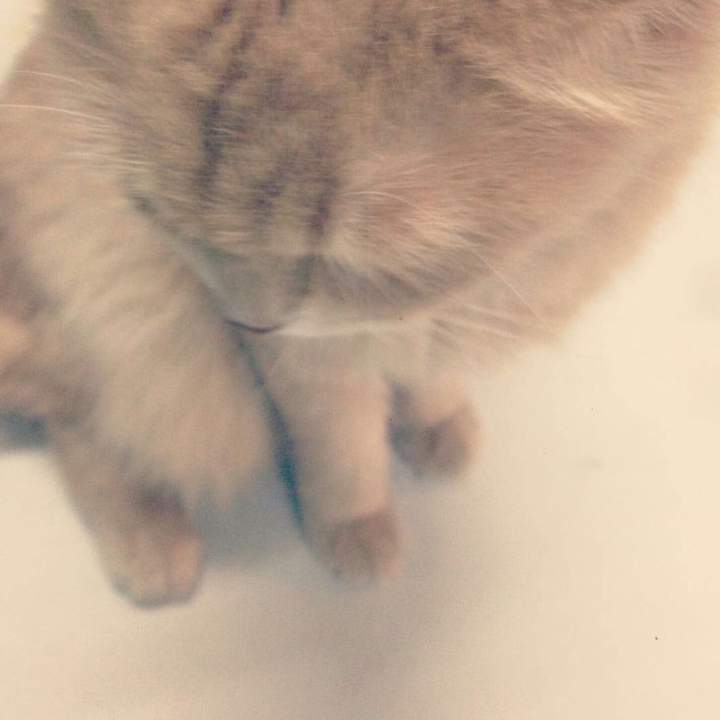 My cat