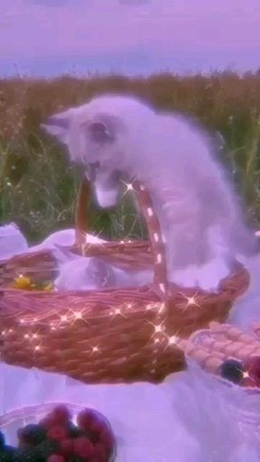 Gatos