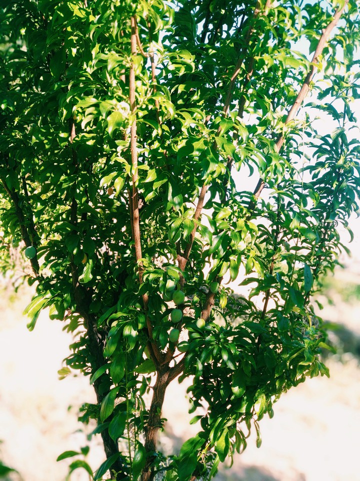 tree
