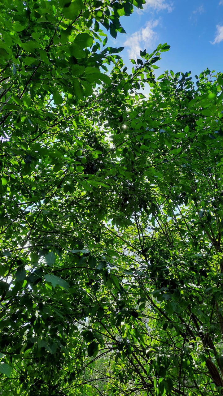 Leaves