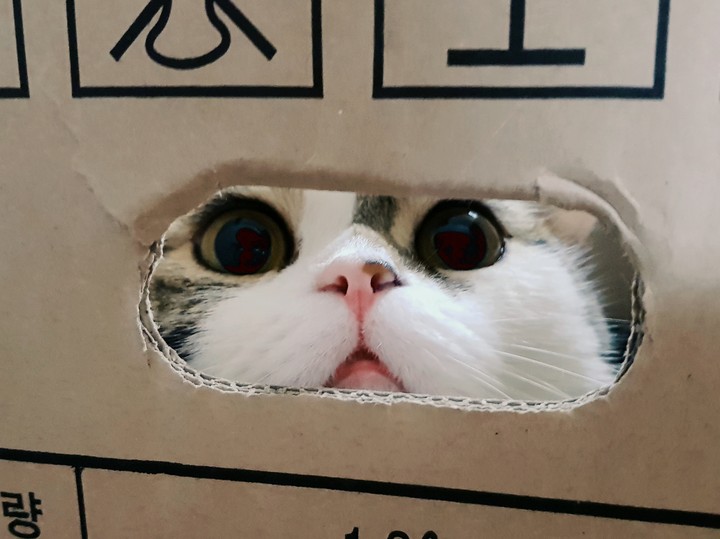 귀여운 냥이