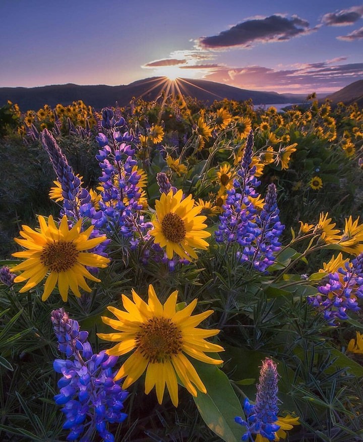 flowers