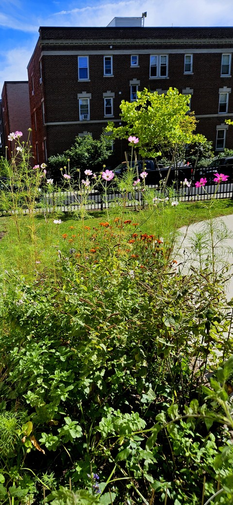Shrub, Groundcover, Garden