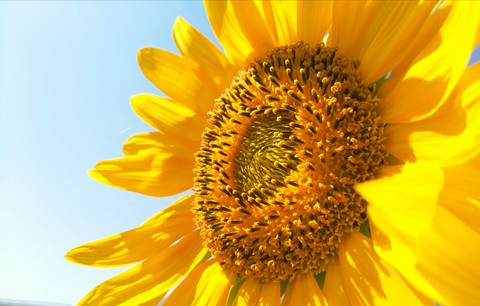 sun flower