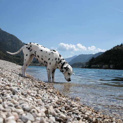 тапети lake, Carnivore