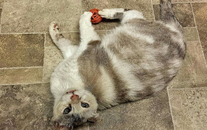 Miss.Kitty