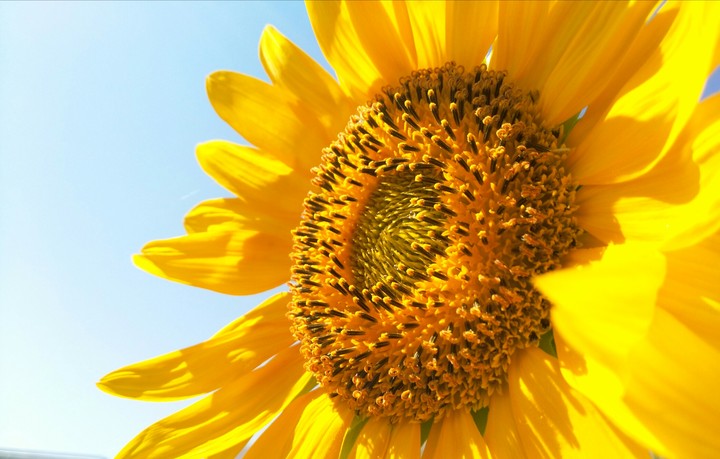 sun flower