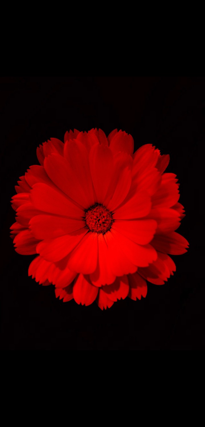the dance of Red and Black