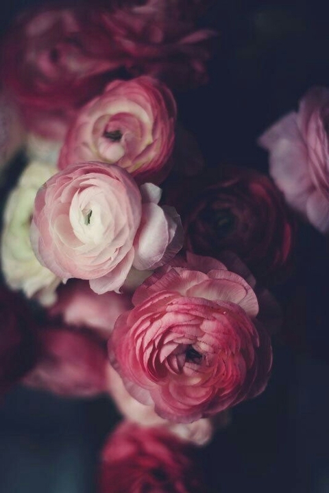 Rosas