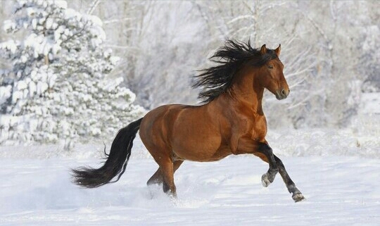 horse