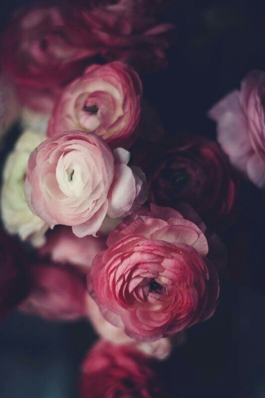 Rosas
